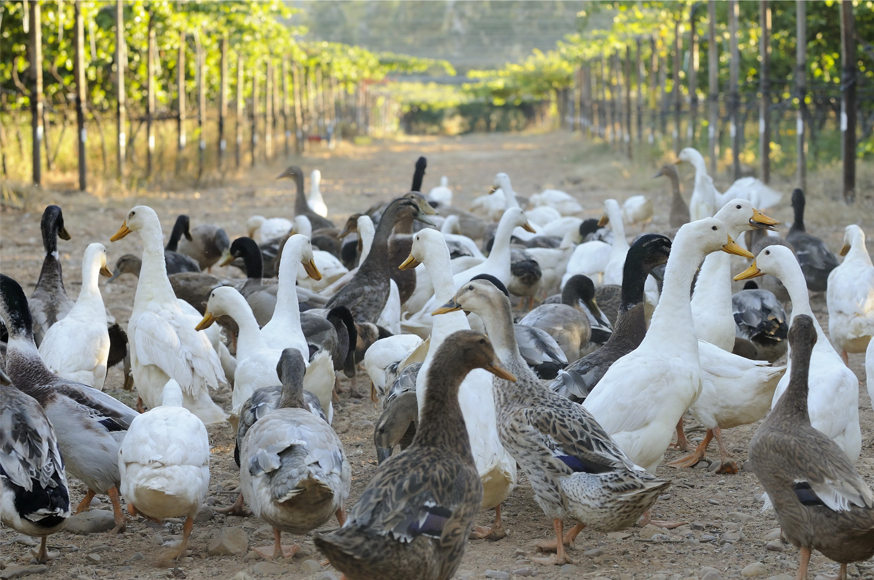 南アフリカワイン あひる