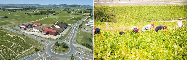 ヴィニュロン・ド・ベレール