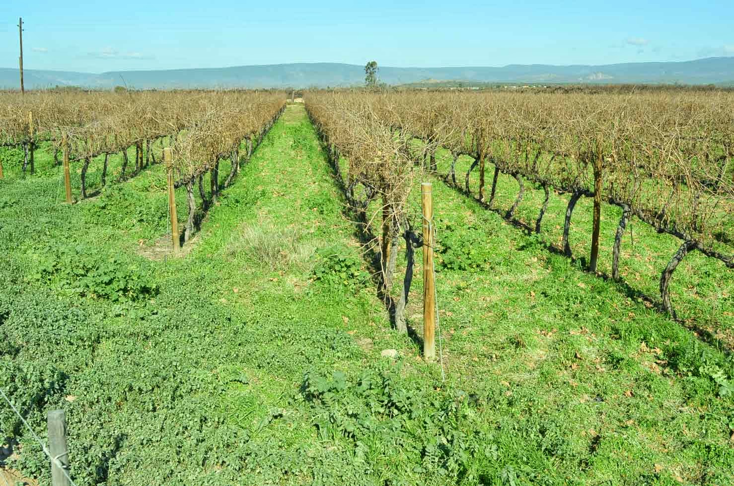 カリッツドープ地区の畑