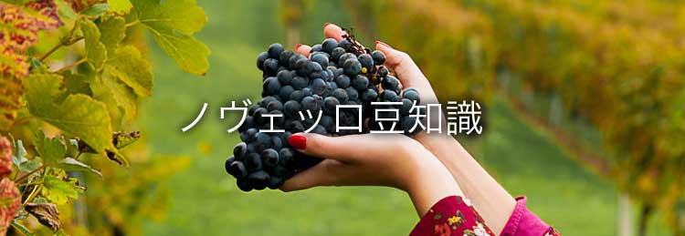 ヴィーノ・ノヴェッロ