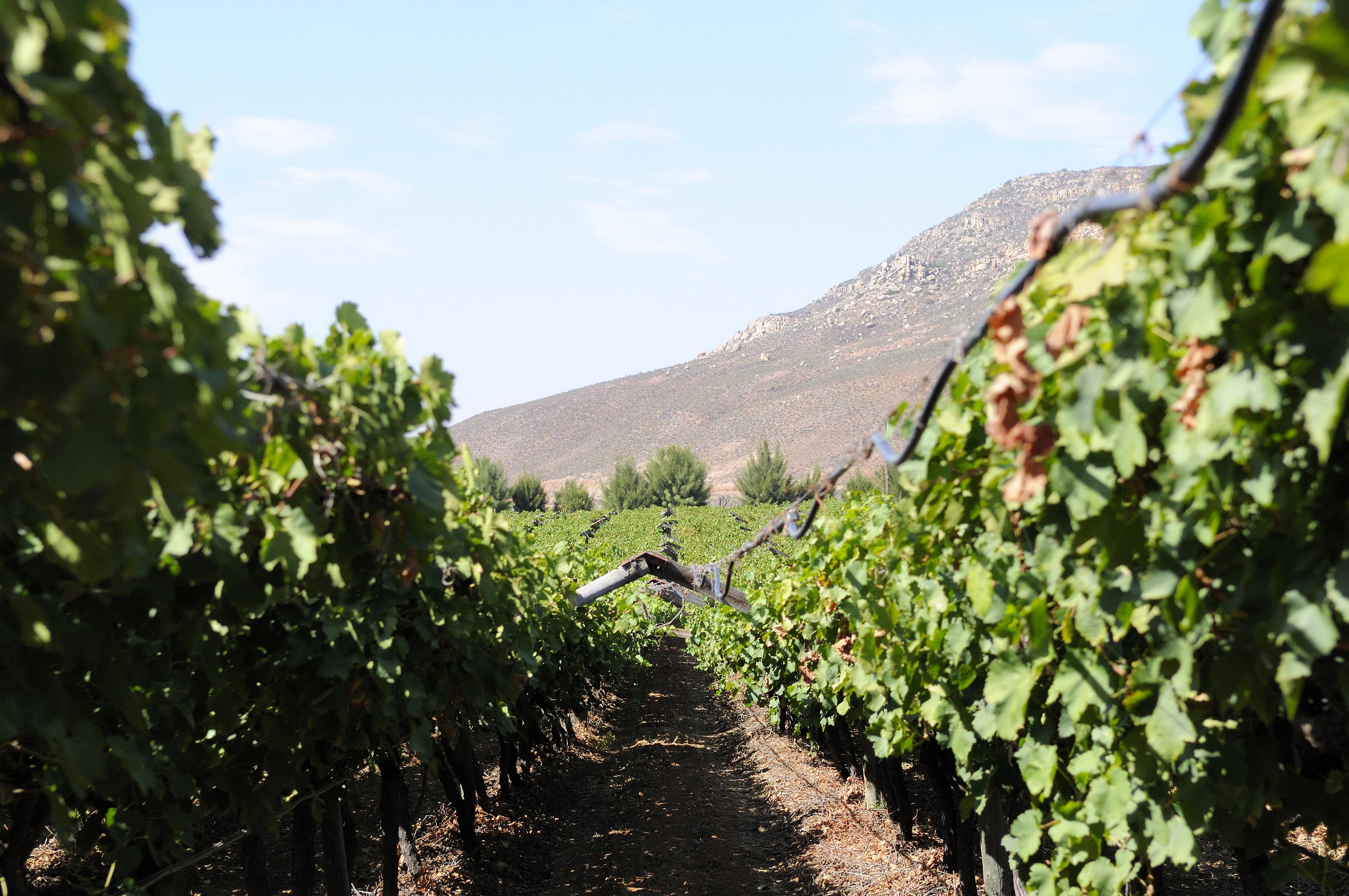 ステラ・オーガニック・ワイナリー