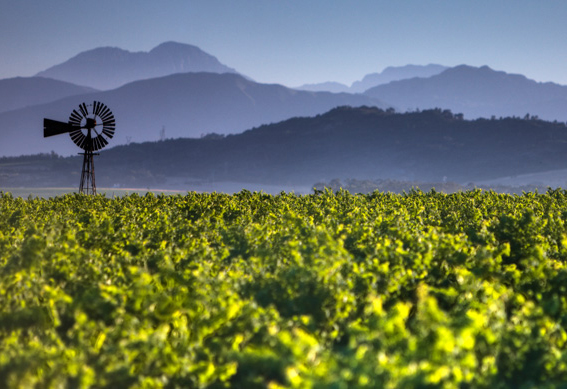 マン・ファミリー・ヴィンヤーズ