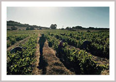 ラール・ワインズ