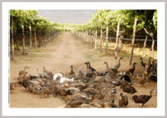 ステラー・ワイナリー